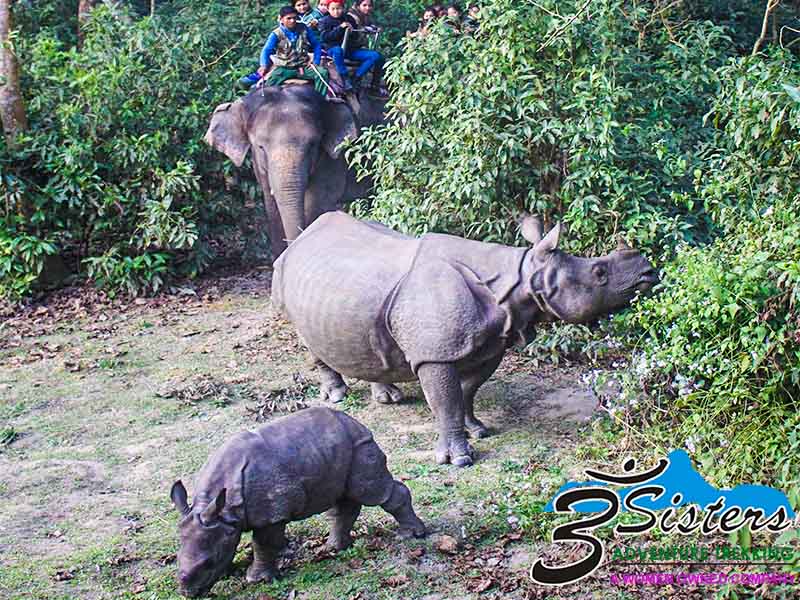 chitwan-jungle-safari-3-nights-4-nights